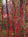 Cornus alba Sibirica IMG_1436 Dereń biały